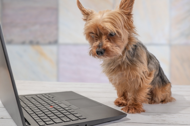 ネット検索するヨークシャテリア